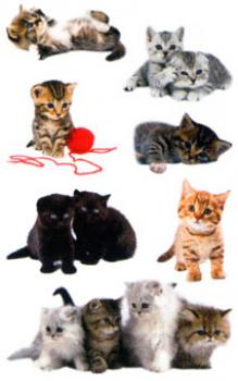 Katzen Papier Sticker