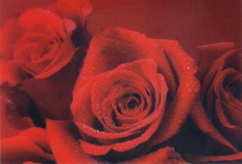 3D Sticker Hologramm Postkarte rote Rosen