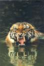 3D Sticker Postkarte Tiger