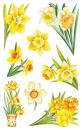 Blumen Sticker Gelbe Narzisse Osterglocke