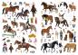 Preview: My horse farm sticker book + 400 stickers