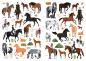 Preview: My sticker horse book + 300 stickers