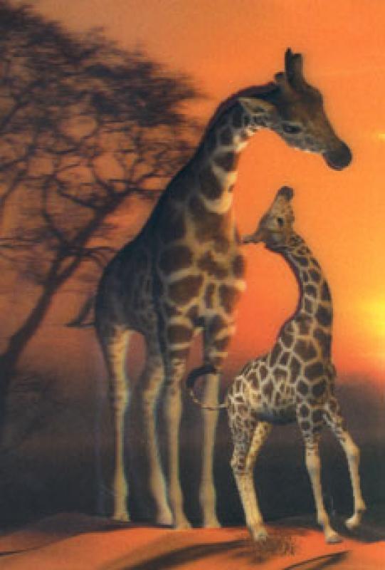 3D Postcard Stickers giraffes