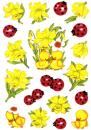 Narcissus daffodil ladybird