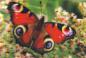 Preview: 3D Sticker Hologramm Postkarte Schmetterling