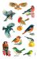 Preview: Birds paper sticker painted
