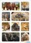 Preview: Animals of Africa photo paper stickers