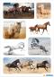 Preview: Sticker wild horses paper