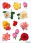 Preview: Flowers rose petals