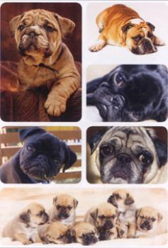 Dogs Paper Sticker Pug