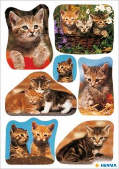 Katzen Foto Papier Sticker