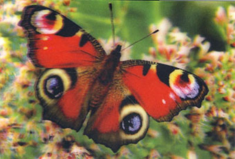 3D Sticker Hologramm Postkarte Schmetterling