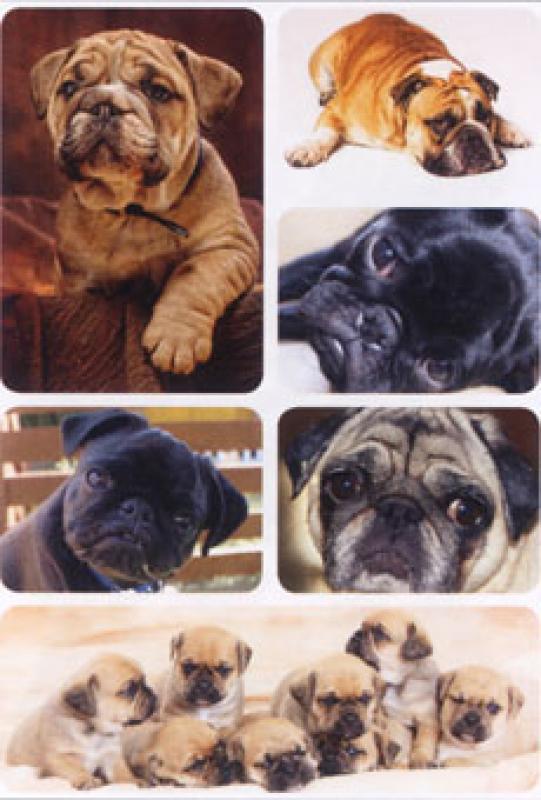 Dogs Paper Sticker Pug