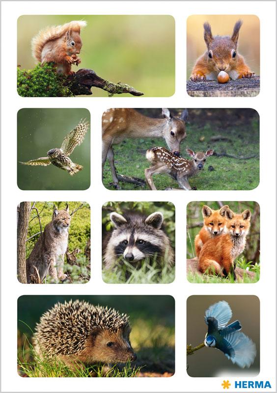 Forest Animals Photo Paper Stickers