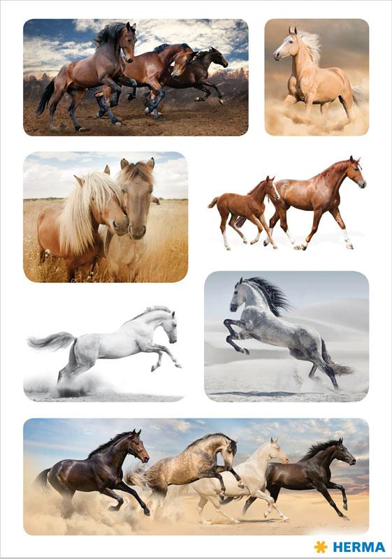 Sticker wild horses paper