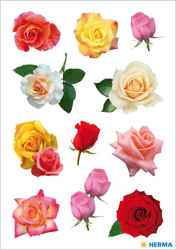 Flowers rose petals