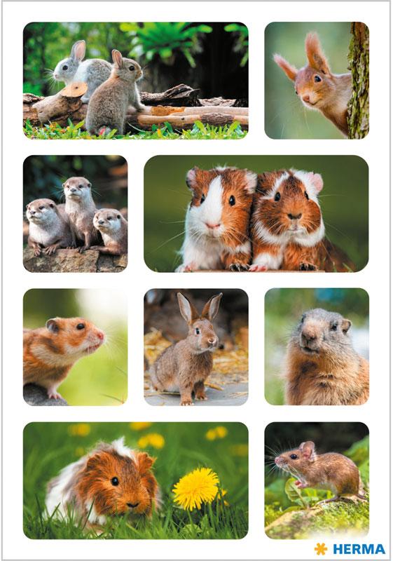 Rodents photo paper stickers