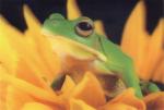 3D Sticker Hologram Postcard Frog
