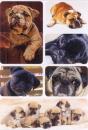 Dogs Paper Sticker Pug